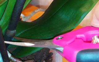 Как размножить орхидею черенками