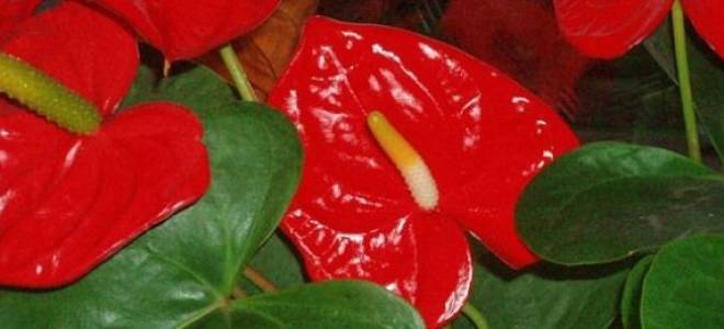 Антуриум приметы и суеверия