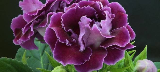 Глоксиния мадонна