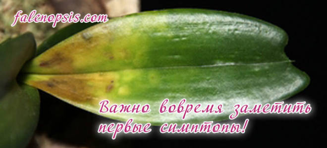 Болезни орхидей и их лечение