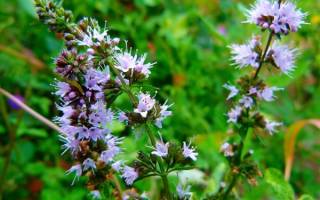 Как выглядит перечная мята