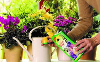 Удобрения для цветущих комнатных растений