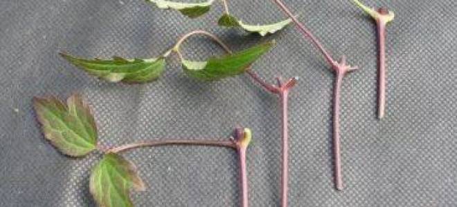 Размножение клематиса