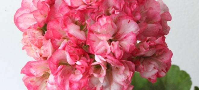 Пеларгония уникорн мондей морнинг