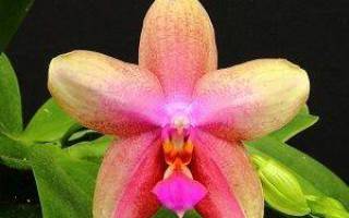 Орхидея лиодора
