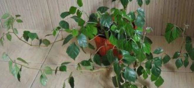 Комнатное растение березка уход