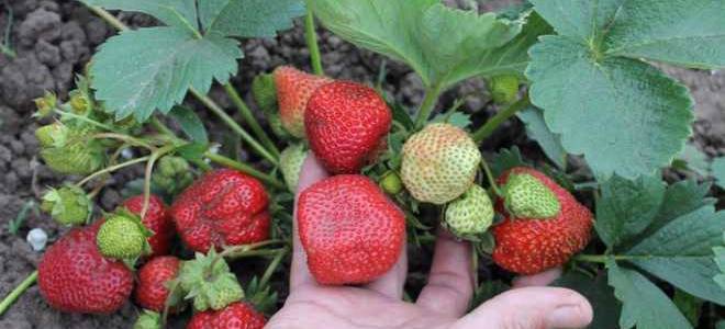 Земляника ред гонтлет