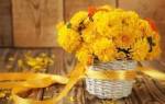 Желтые хризантемы к чему дарят