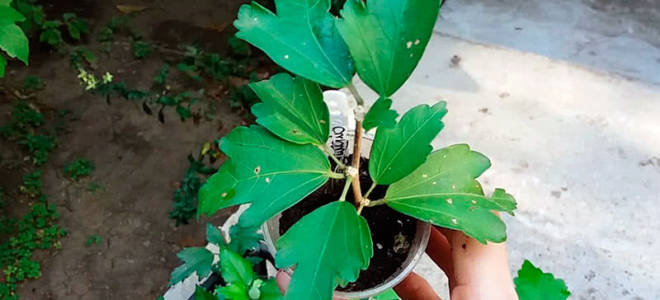 Как размножить гибискус