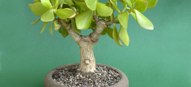 Грунт для толстянки