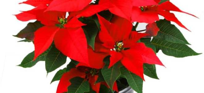 Цветок с красно зелеными листьями