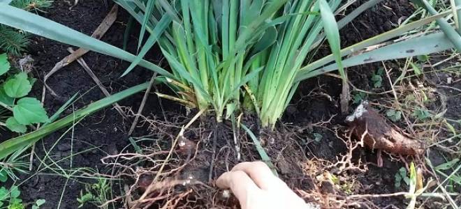 Когда пересаживать юкку садовую