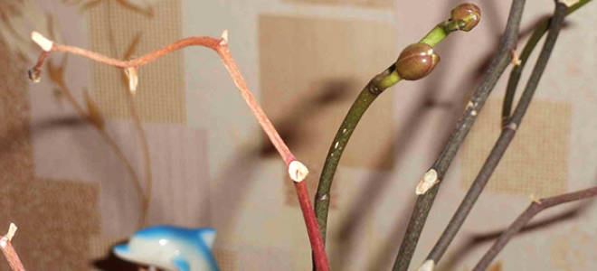 Как вырастить детку орхидеи