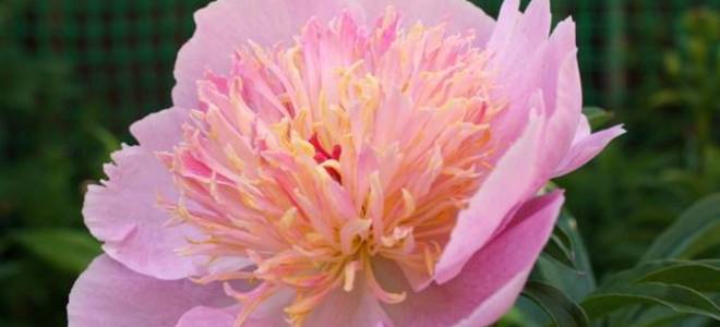 Пион жемчужная россыпь