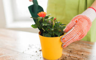 Как вырастить розу из букета в домашних