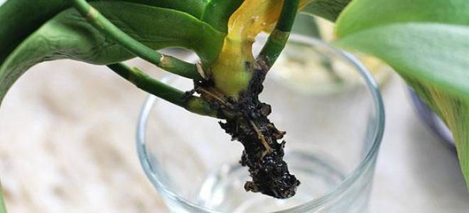 Как вылечить орхидею