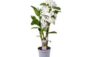 Орхидея дендробиум размножение