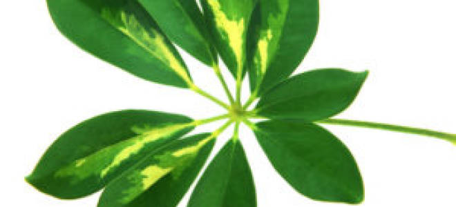 Шеффлера размножение черенками