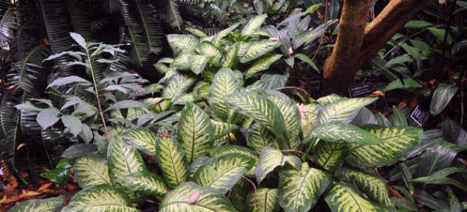 Диффенбахия рефлектор