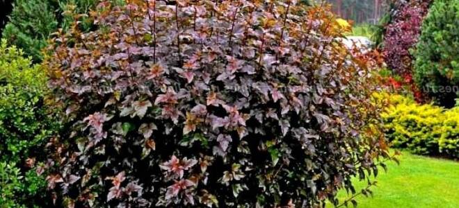 Пузыреплодник ред барон