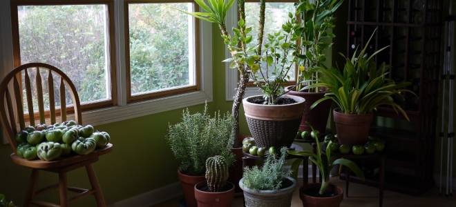 Комнатные растения для темных помещений