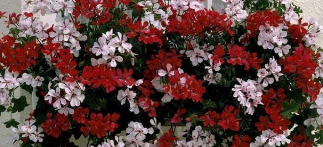 Ампельные цветы для кашпо