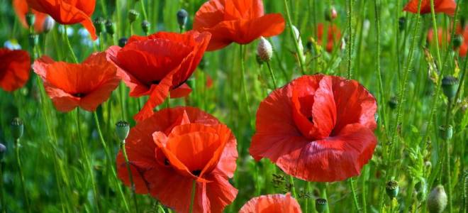 Мак многолетний