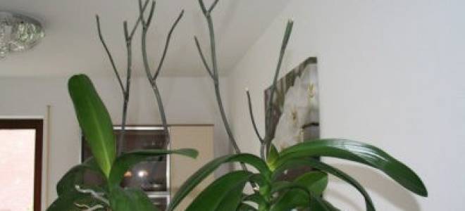 Орхидея фаленопсис отцвела что делать дальше