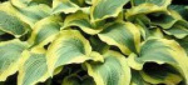 Хосты каталоги с описанием сорта