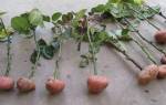 Как прорастить розу в картошке
