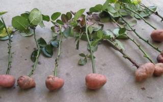 Как прорастить розу в картошке