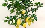 Как выглядит росток лимона