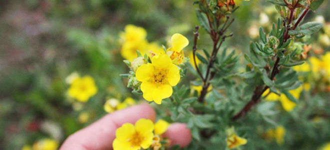 Лапчатка посадка