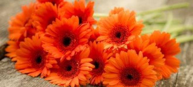 Оранжевые герберы