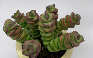 Крассула марнье