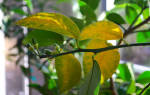 Почему желтеют листья на лимоне