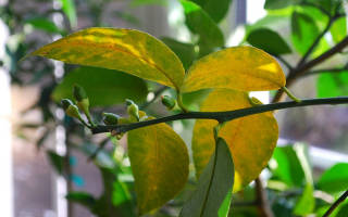 Почему желтеют листья на лимоне