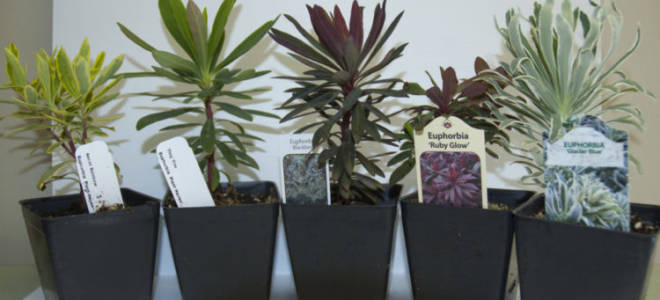 Как выглядит молочай