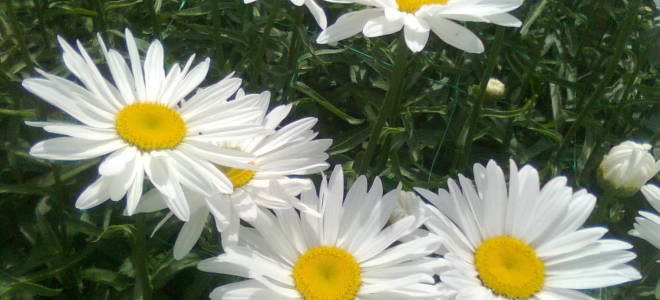 Французская ромашка посадка и уход