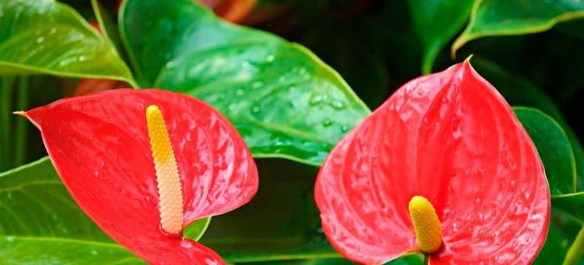 Антуриум сохнут листья