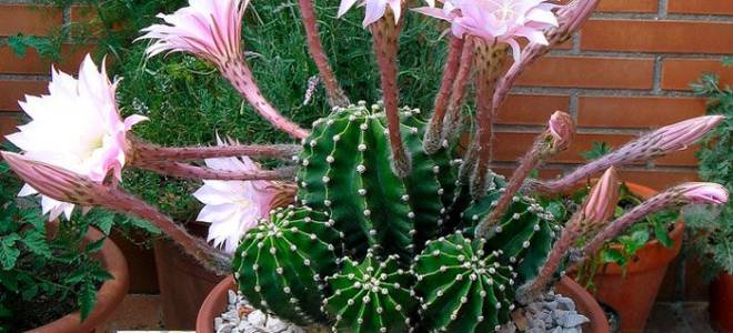 Эхинопсис эйриеза