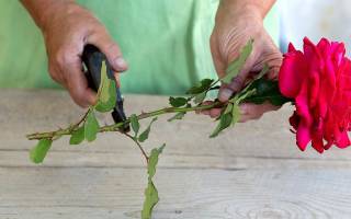 Как сделать черенок из розы