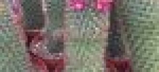 Кактус маммиллярия