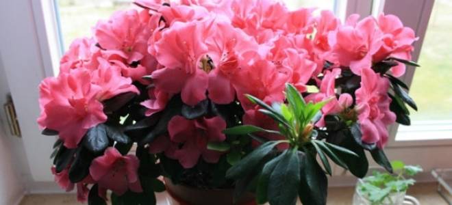 Неприхотливые комнатные цветы цветущие круглый год