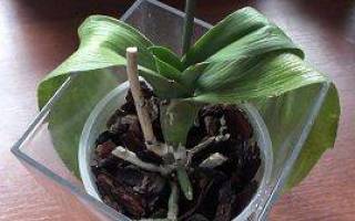 Орхидея после пересадки