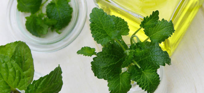 Мята перечная польза и вред