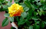 Выращивание роз в домашних условиях