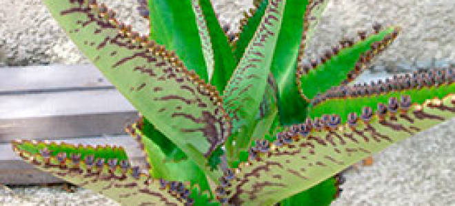 Каланхоэ лечебное применение