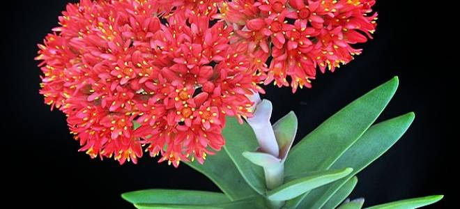 Крассула серповидная