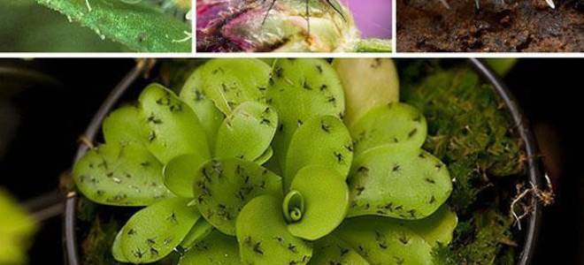 Как избавиться от мушек в цветах